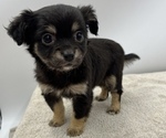 Small Photo #1 Chorkie Puppy For Sale in SAINT AUGUSTINE, FL, USA