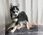 Small Photo #7 Pomsky Puppy For Sale in GREENWOOD, IN, USA