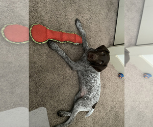German Shorthaired Pointer Puppy for sale in TALLAHASSEE, FL, USA