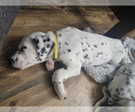 Small #3 Dalmatian