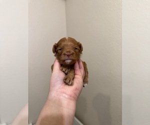 Maltipoo Puppy for sale in EASTVALE, CA, USA