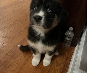 Ausky Puppy for sale in RAYNHAM, MA, USA