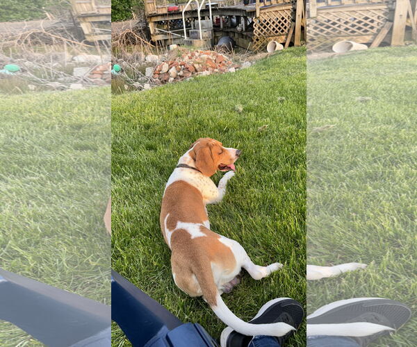 Medium Photo #9 Beagle-Unknown Mix Puppy For Sale in Rockaway, NJ, USA