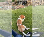 Small #8 Beagle Mix