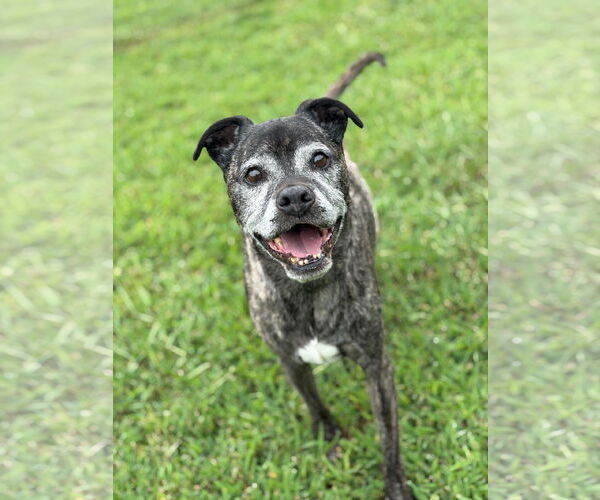 Medium Photo #2 Boxer-Unknown Mix Puppy For Sale in Virginia Beach, VA, USA