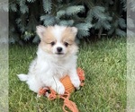 Small #1 Pomeranian