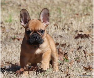 French Bulldog Puppy for Sale in WINNSBORO, Texas USA