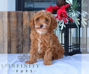 Poodle (Toy) Puppy for sale in GORDONVILLE, PA, USA