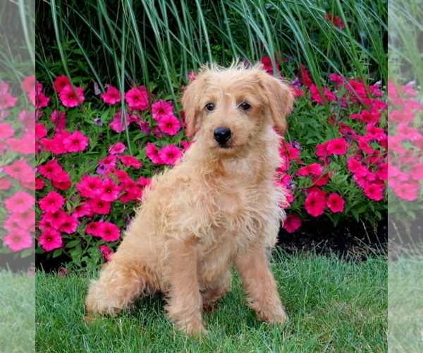 Medium Photo #3 Labradoodle-Poodle (Miniature) Mix Puppy For Sale in CHRISTIANA, PA, USA