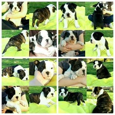 Free-Lance Bulldog Puppy for sale in MOUNT JOY, PA, USA