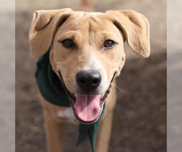 Medium Photo #1 Labrador Retriever-Unknown Mix Puppy For Sale in San Antonio, TX, USA
