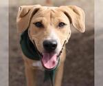 Small Labrador Retriever Mix