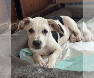 Lady - Female Mutt Dog for Adoption - Photo #3