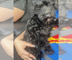 Schnauzer (Miniature) Puppy for sale in SACRAMENTO, CA, USA