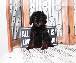 Cavapoo Puppy for sale in NAPLES, FL, USA