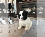 Small Photo #15 Akita Puppy For Sale in CANTONMENT, FL, USA