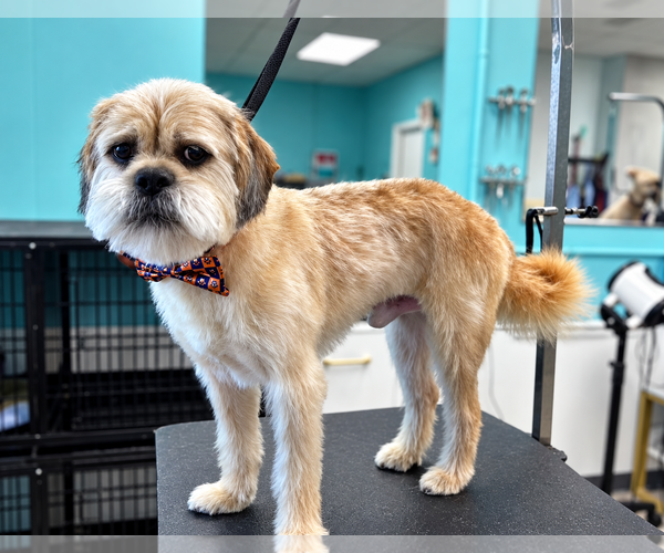 Medium Photo #3 Mutt Puppy For Sale in Morganville, NJ, USA