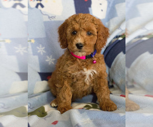 Goldendoodle Puppy for sale in MILWAUKEE, WI, USA