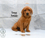 Puppy Tonya Labrador Retriever