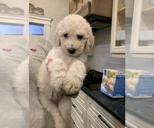 Poodle (Standard) Puppy for Sale in PLANT CITY, Florida USA