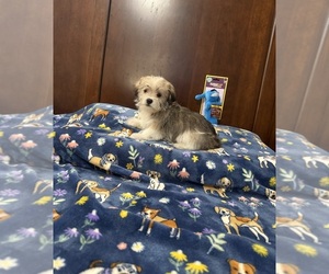 Morkie Puppy for sale in BENSON, NC, USA