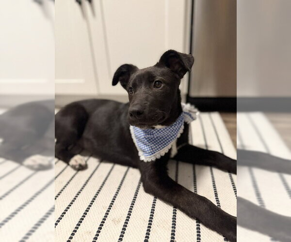 Medium Photo #3 Labrador Retriever-Unknown Mix Puppy For Sale in Sandy, UT, USA
