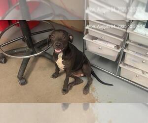 Labrador Retriever-Unknown Mix Dogs for adoption in Ocala, FL, USA
