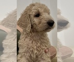 Small #1 Goldendoodle