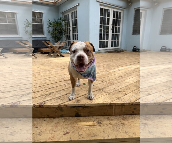 Medium Photo #3 American Bulldog Puppy For Sale in Miami, FL, USA