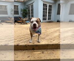 Small #2 American Bulldog