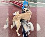 Small #8 Anatolian Shepherd Mix