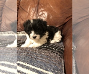 Maltipoo Puppy for sale in CLEVELAND, TN, USA
