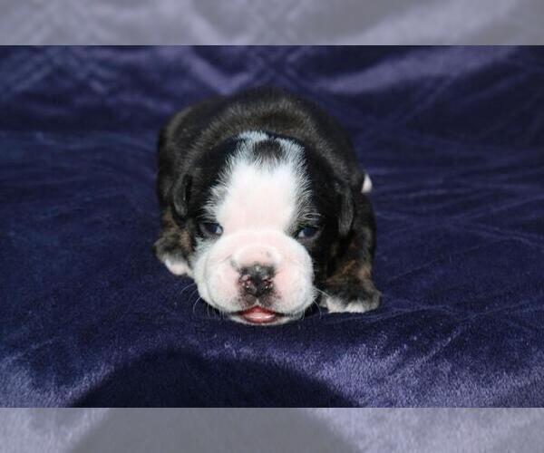 Medium Photo #5 English Bulldog Puppy For Sale in WESTON, CT, USA