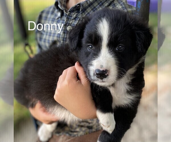 Medium Photo #1 Border Collie-Miniature Australian Shepherd Mix Puppy For Sale in MYERSTOWN, PA, USA