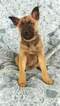 Small Photo #6 Malinois Puppy For Sale in LANCASTER, PA, USA