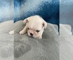 Small Photo #11 French Bulldog Puppy For Sale in POMPANO BEACH, FL, USA