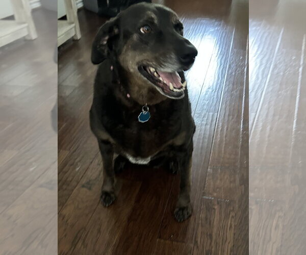 Medium Photo #2 Labrador Retriever-Unknown Mix Puppy For Sale in The Woodlands, TX, USA