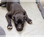 Small Photo #12 American Staffordshire Terrier Puppy For Sale in LAKELAND, FL, USA