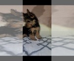 Small Photo #4 Yorkshire Terrier Puppy For Sale in PRESCOTT VALLEY, AZ, USA
