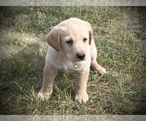 Labrador Retriever Puppy for sale in AUGUSTA, WI, USA