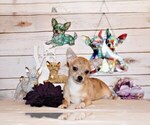 Puppy Thaddeus Chihuahua