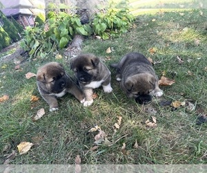 Akita Litter for sale in LOUISVILLE, KY, USA