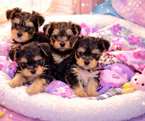 Yorkshire Terrier Puppy for sale in SAN ANTONIO, TX, USA
