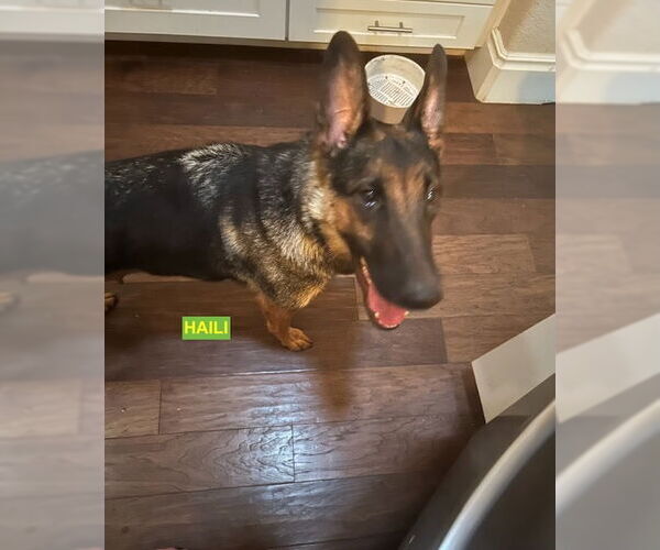 Medium Photo #1 Mutt Puppy For Sale in Woodland Hills, CA, USA