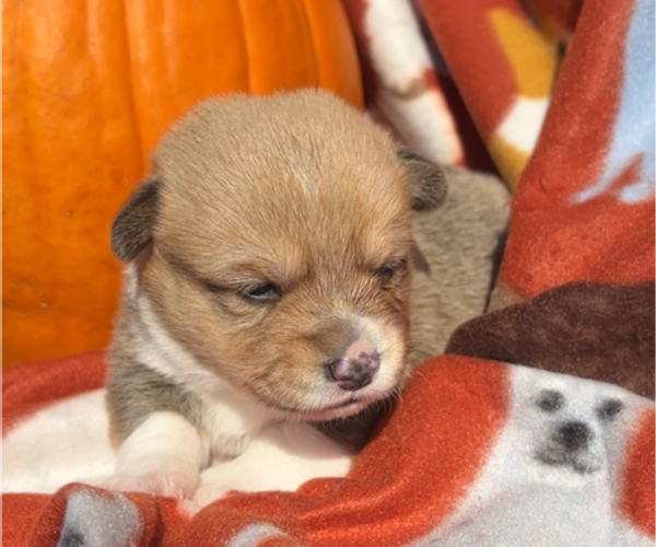 Medium Photo #2 Pembroke Welsh Corgi Puppy For Sale in MIDLOTHIAN, TX, USA