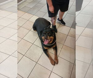 Rottweiler-Unknown Mix Dogs for adoption in Virginia Beach, VA, USA