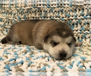German Shepherd Dog-Siberian Husky Mix Dog for Adoption in ALTURAS, California USA