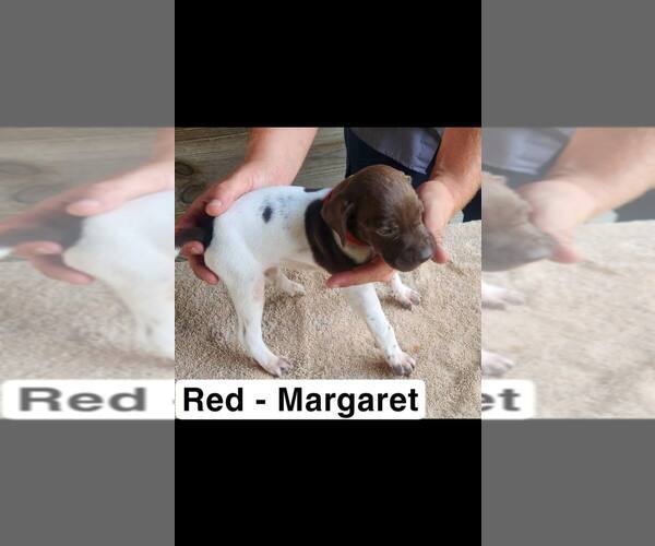 Medium Photo #3 German Shorthaired Pointer Puppy For Sale in EDENTON, NC, USA