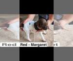 Small Photo #19 German Shorthaired Pointer Puppy For Sale in EDENTON, NC, USA