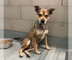 American Pit Bull Terrier-Labrador Retriever Mix Dogs for adoption in Baytown, TX, USA